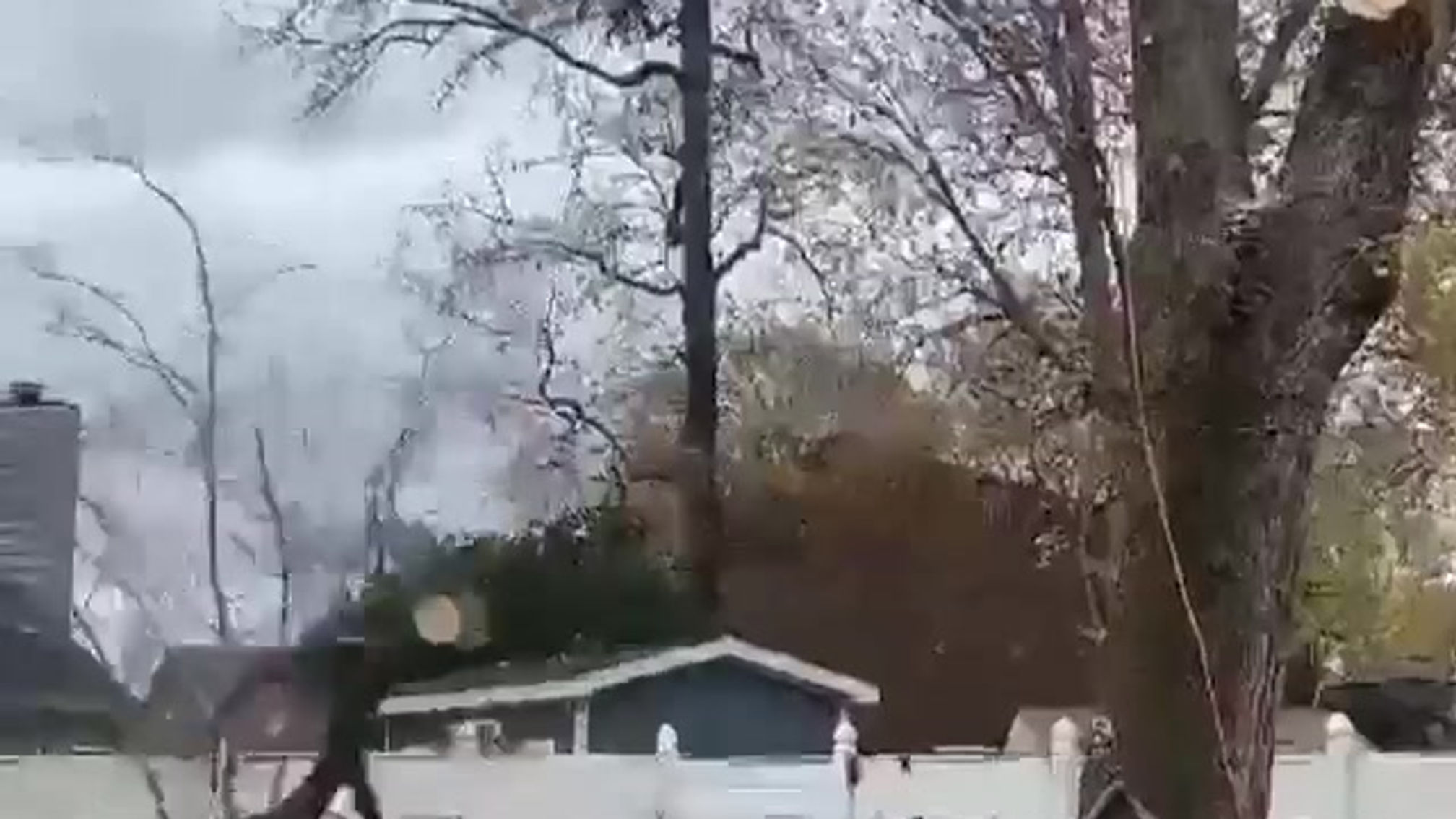 Swinging Branches From Neighbors yard